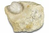 Cretaceous Echinoid (Heteraster) Fossil - Texas #287299-1